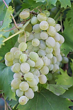 White Grapes