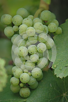 White Grapes Bunch