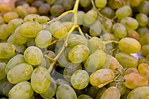 Bunch of green grapes closeup.