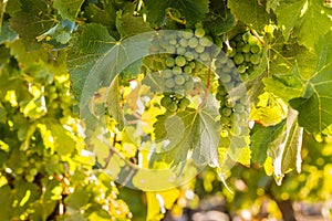 White grapes bunches ripening on vine in vineyard
