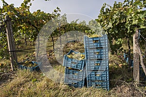 White grapes in crates