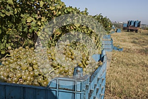 White grapes in crates