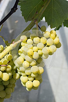 white grapes, ecologically grown