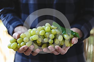 White grapes in farmer`s hands