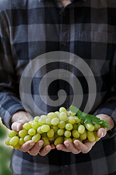 White grapes in farmer`s hands