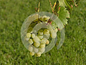 White grapes at a grapevine in autumn