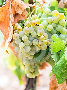 White grapes growing in a vineyard in Alentejo region, Portugal