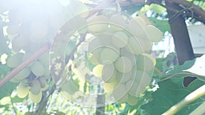 White grapes hanging from lush green vine on vineyard background