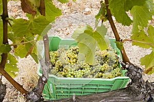 White grapes harvest in a vineyard