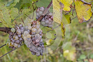 Blanco uvas infestado a moho 