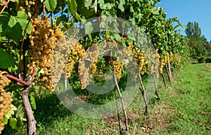 White grapes from the Italian hills of fine wine