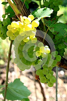 White grapes in the Italian province of Trento photo