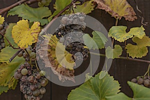 White grapes left on the vine affected by rot