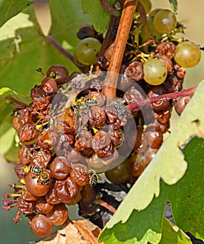 White grapes for making the famous wine Hungarian Tokaji Aszu