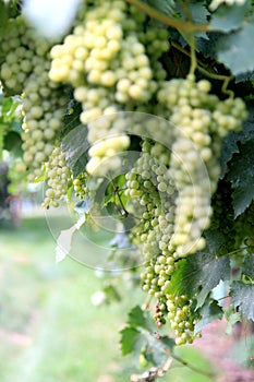 White grapes in the province of Trento, Italy photo