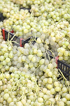 White grapes for sale