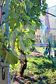 White grapes at sunset in a vineyard