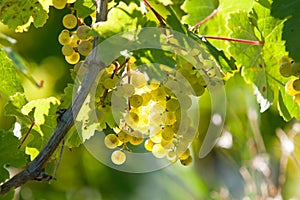 White grapes on the vine