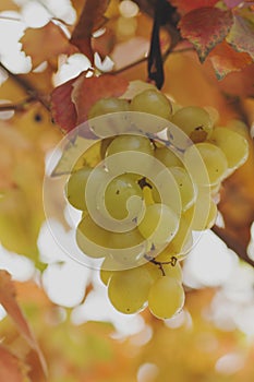 white grapes on a vine photo