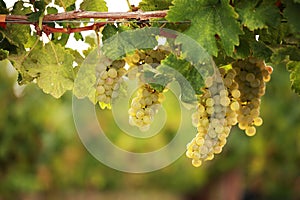 White grapes on vine photo