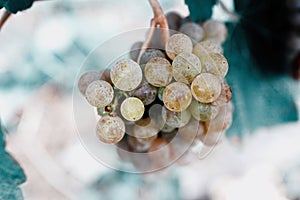White grapes in vineyard