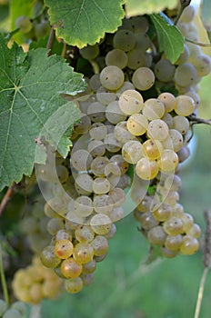 White grapes on a vineyard. Family farm. Ripe grape wine. Fresh fruit. Wine cellars.