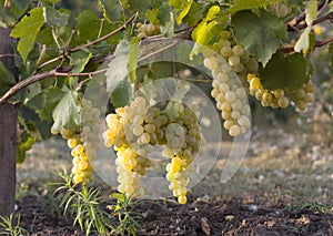 White grapes vineyard and white grapes fruit. White grapes agriculture