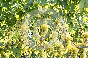White grapes Vitis vinifera