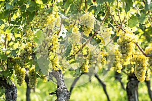 White grapes Vitis vinifera