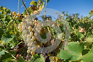 White grapes in a wineyard