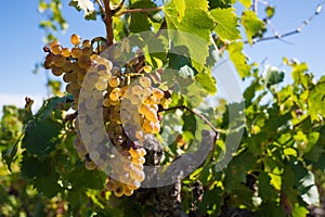 White grapes in a wineyard