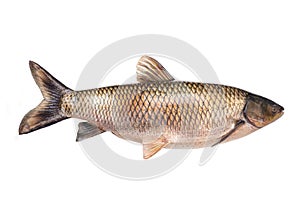 White grass carp  14 kilogram isolated on a white photo