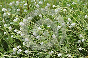White grass flower of mountain clover or trifolium repensthe white clover, Dutch clover, Ladino clover, or Ladino flowering photo
