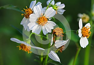 White grass flower wilted petals