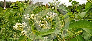 White grass flowers. twigs and leaves are green.