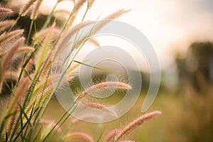 White grass light flare (Lalang grass).