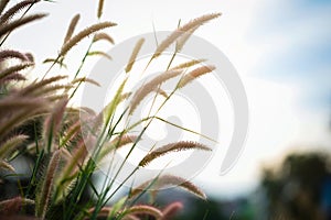 White grass light flare (Lalang grass).