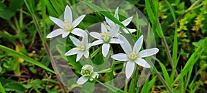 White grass lily Abony, Hungary, Europe