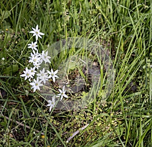 White Grass Lily & x28;Ornithogalum umbellatum& x29; Flowers on blurred green Background