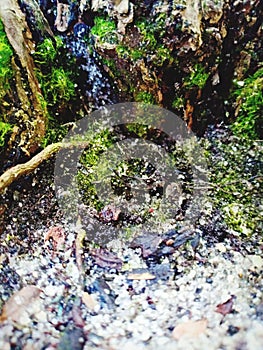 White gravel mingling with green moss deep in the jungle