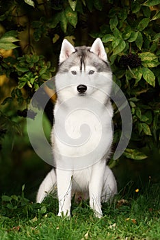 White And Gray Adult Siberian Husky Dog Or Sibirsky Husky
