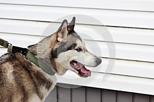 White And Gray Adult Siberian Husky Dog Or Sibirsky Husky With Blue and Brown Eyes. Heterochromia.