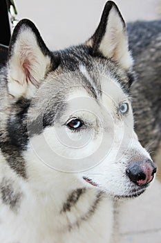White And Gray Adult Siberian Husky Dog Or Sibirsky Husky With Blue and Brown Eyes. Heterochromia.