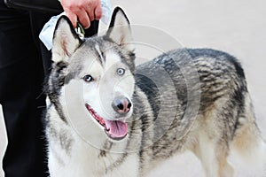 White And Gray Adult Siberian Husky Dog Or Sibirsky Husky With Blue and Brown Eyes. Heterochromia.