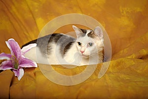 White with gray is a beautiful young cat on a yellow background and a pink lily