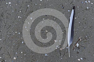 White-gray bird feather on the sand.