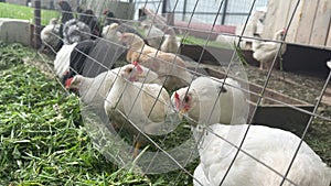 white, gray and black young chickens and cockerels eat fresh grass in a pen behind bars. Breeding of livestock and birds