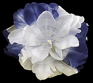 Flower White-gray-blue tulip on black isolated background with clipping path. no shadows. Closeup.