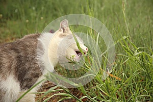 White and gray cat eats some grass
