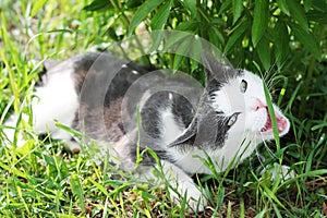 White-gray cat in the grass